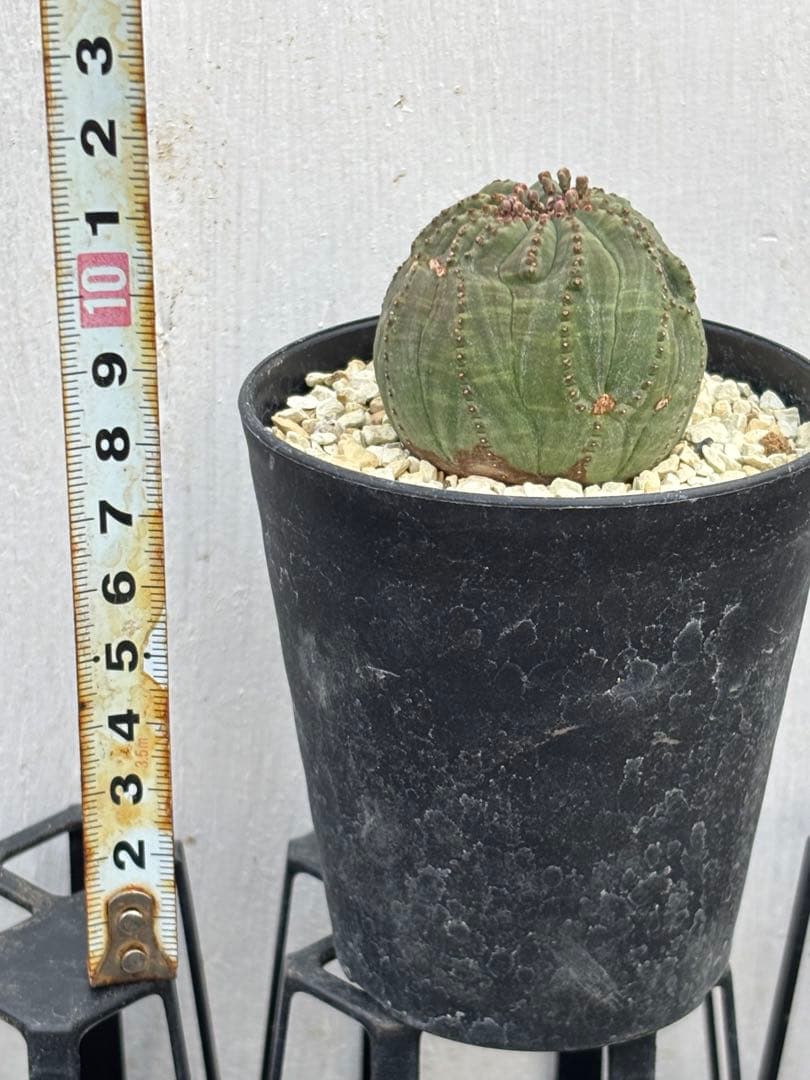 ユーフォルビア　オベサ　モンスト　実生