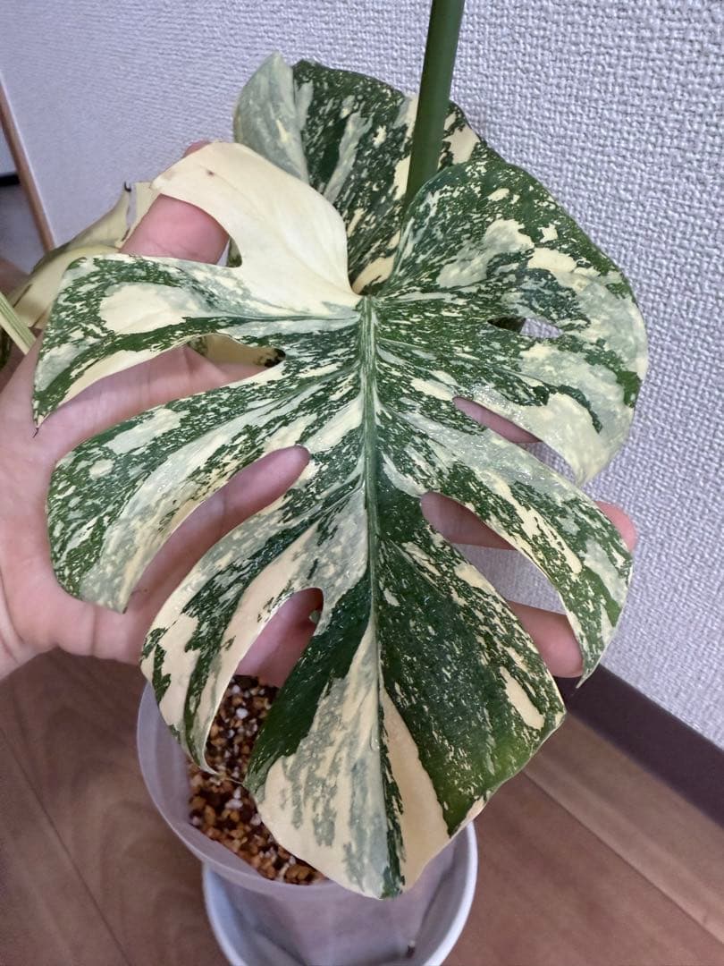 超希少」クリームブリュレ モンステラ 上級バリエガタCreme Brulee