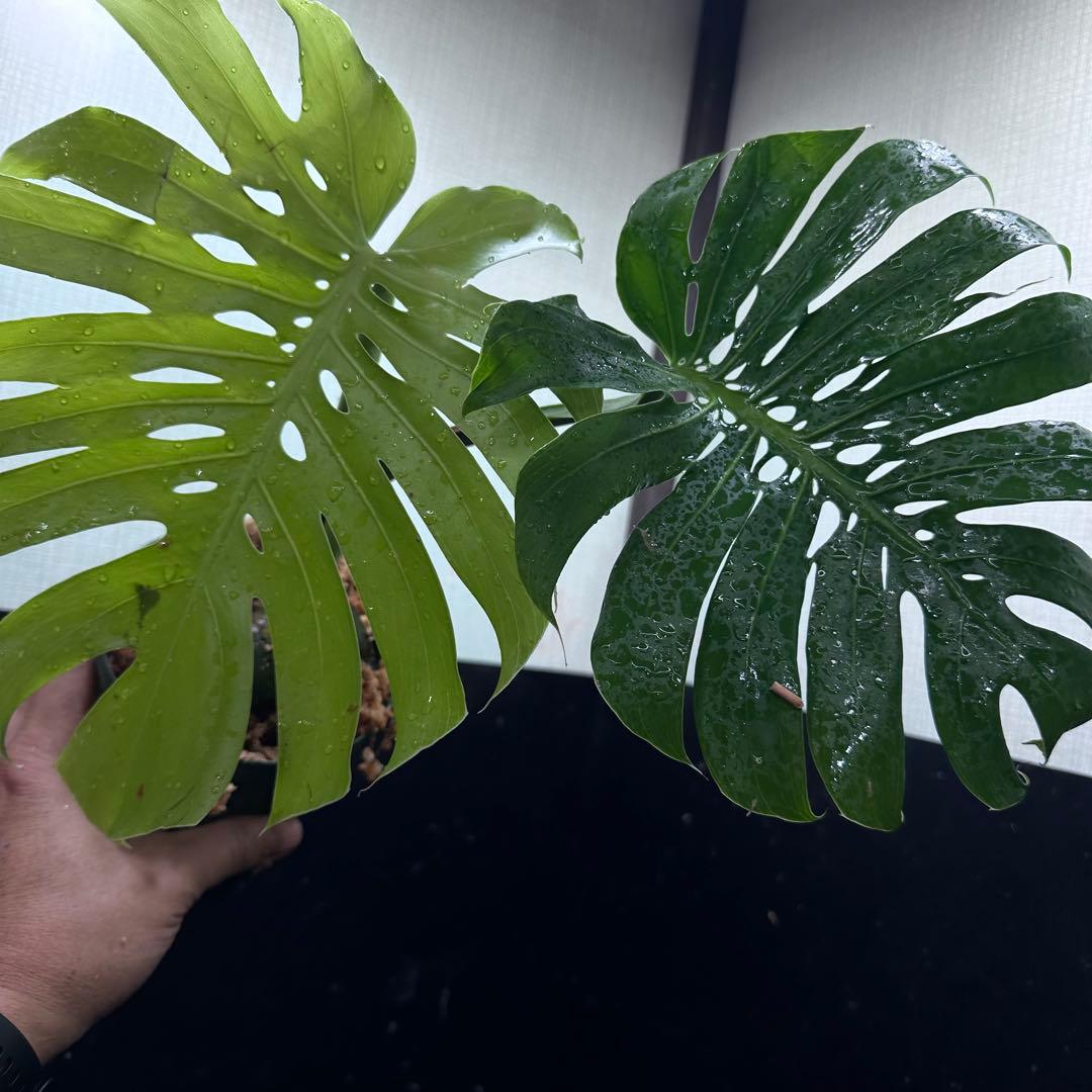 も*ぎ様 モンステラデリシオーサマクロコズム超希少系統鉢植え40㎝