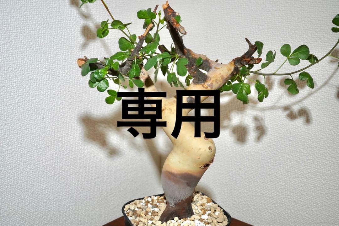 マルタ・ハフハフ　コミフォラ ピュアカタフ　ソマリア産 コミフォラ カタフ ソマリア ピュアカタフ | GREEN LUCK