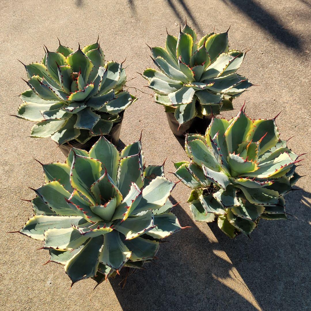 ☆特価☆　アガベ　吉翔冠錦　4株セット　優秀株　大株　班入り　抜き苗　チタノタ