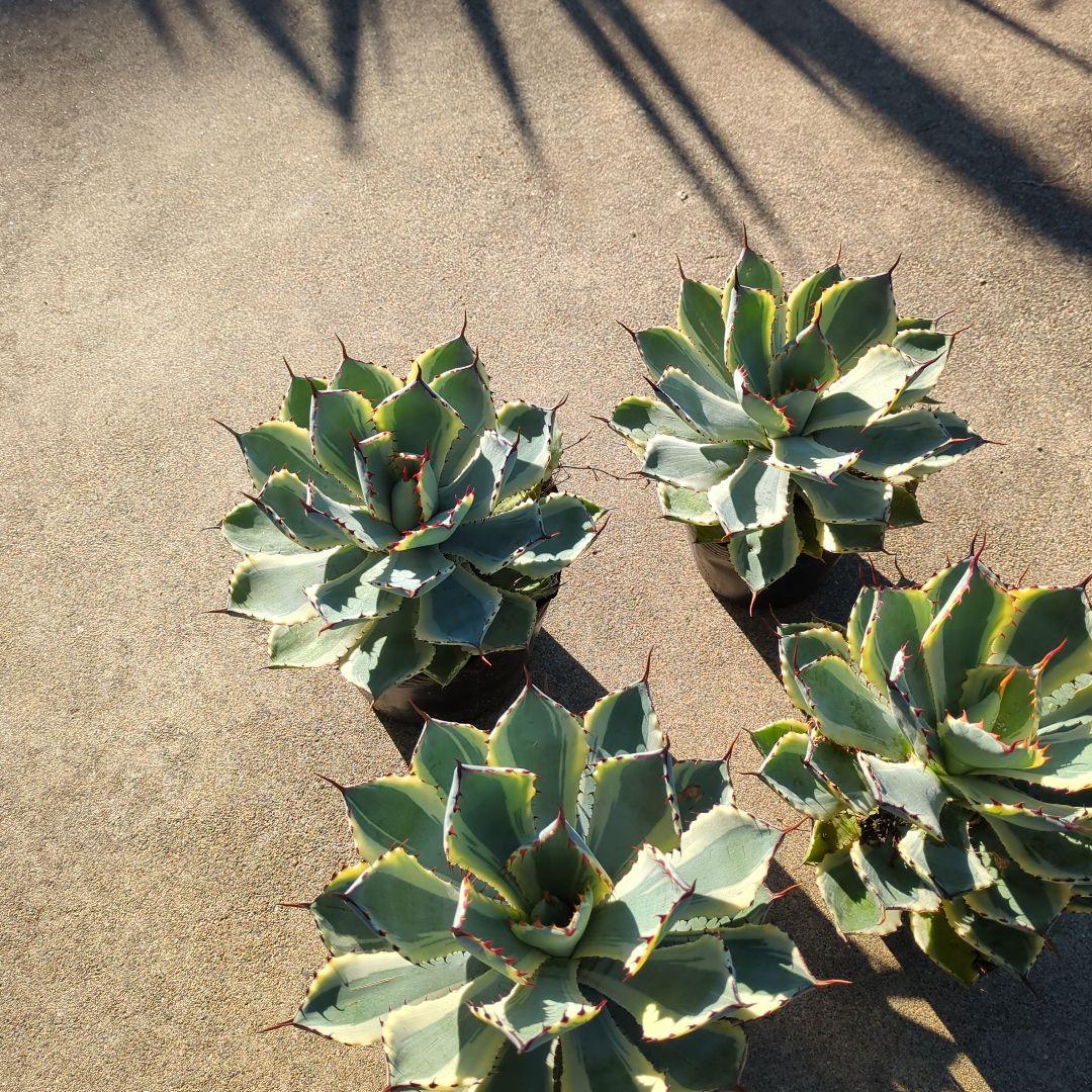 ☆特価☆　アガベ　吉翔冠錦　4株セット　優秀株　大株　班入り　抜き苗　チタノタ