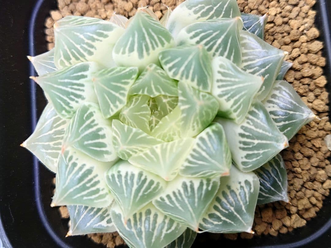 白蛇伝】白蛇伝 極上株！完璧子株付き 親株サイズ - メルカリ