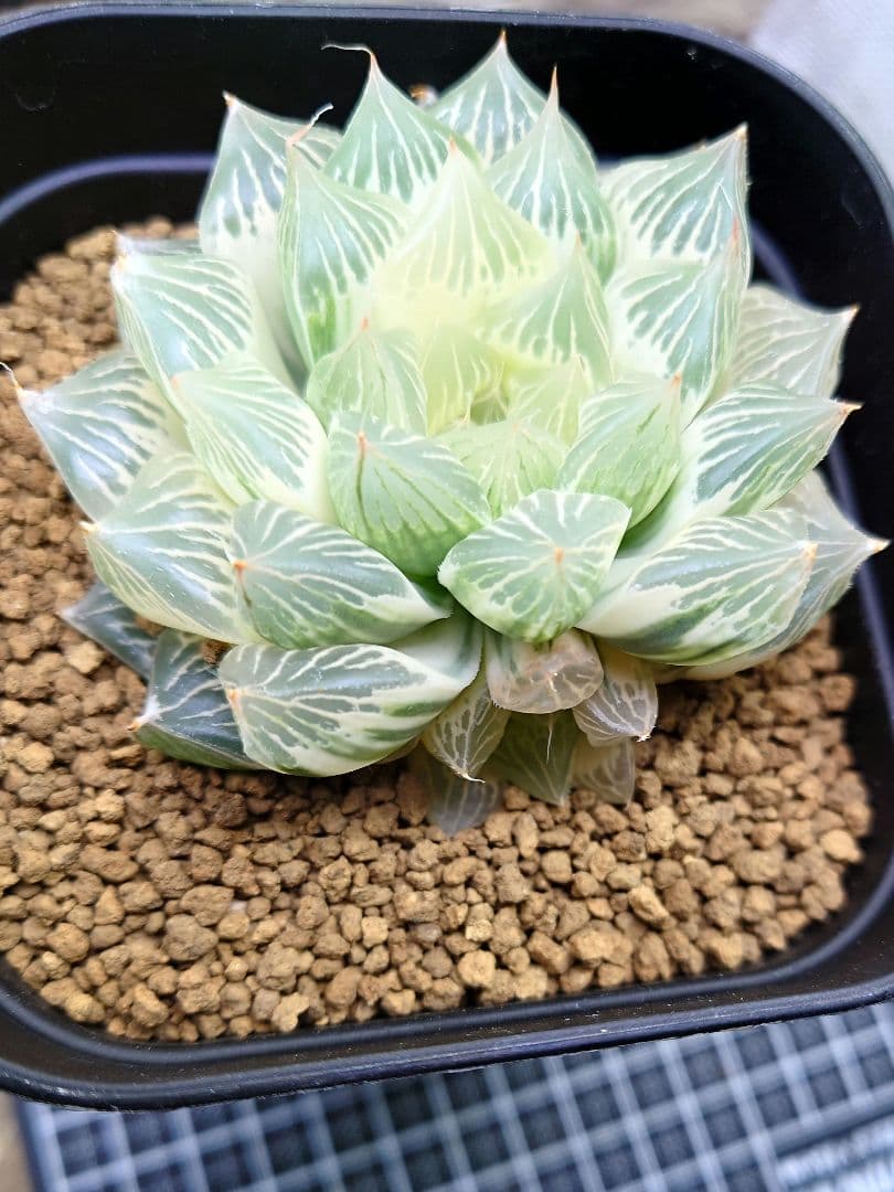 白蛇伝】白蛇伝 極上株！完璧子株付き 親株サイズ - メルカリ