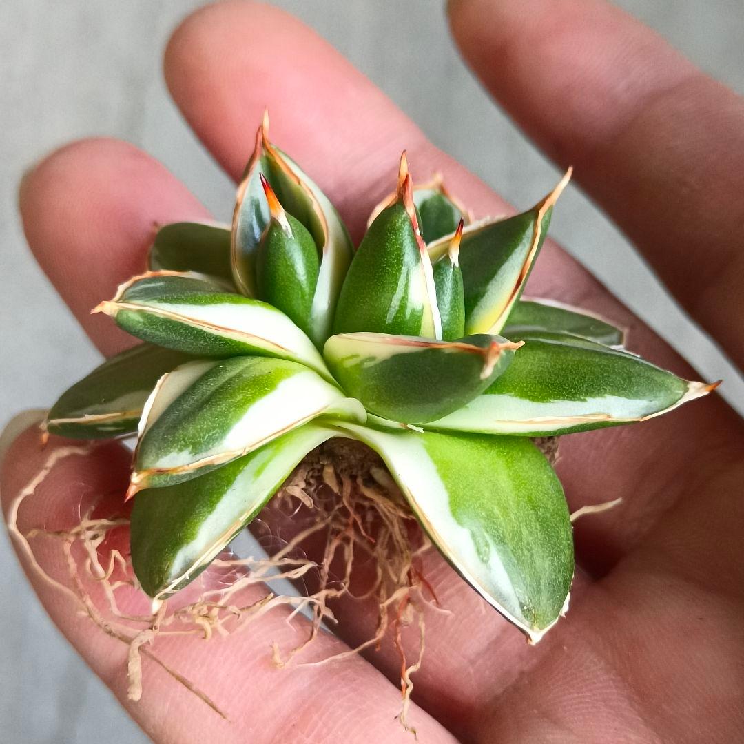 A243 多肉植物 アガベ ピンキー 王妃笹の雪A型双頭大株 白覆輪斑 精選美株