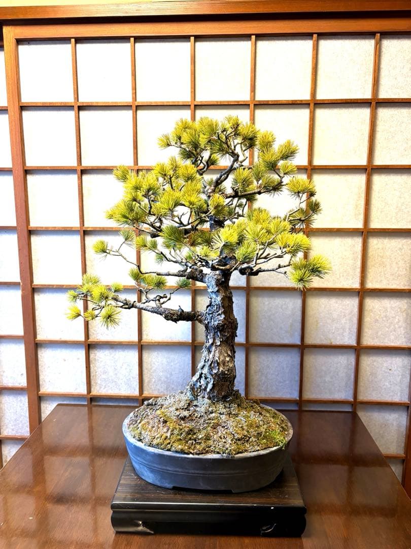 極太！五葉松盆栽❗️古木❗️フォロワー150人記念値下げ❗️黒松真柏盆栽