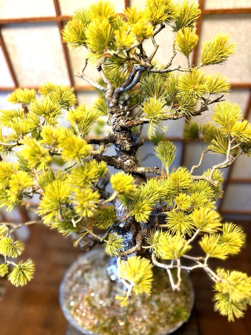 極太！五葉松盆栽❗️古木❗️フォロワー150人記念値下げ❗️黒松真柏盆栽