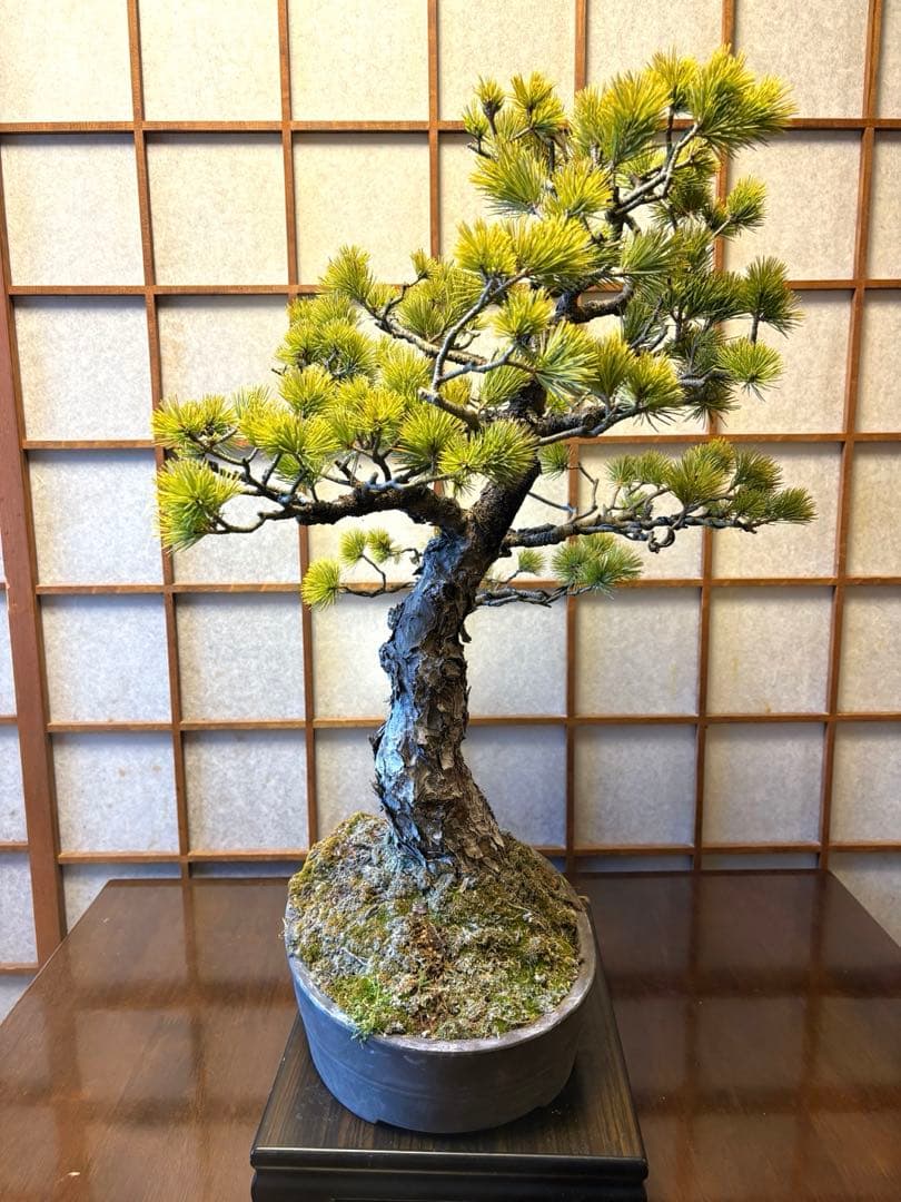 極太！五葉松盆栽❗️古木❗️フォロワー150人記念値下げ❗️黒松真柏盆栽