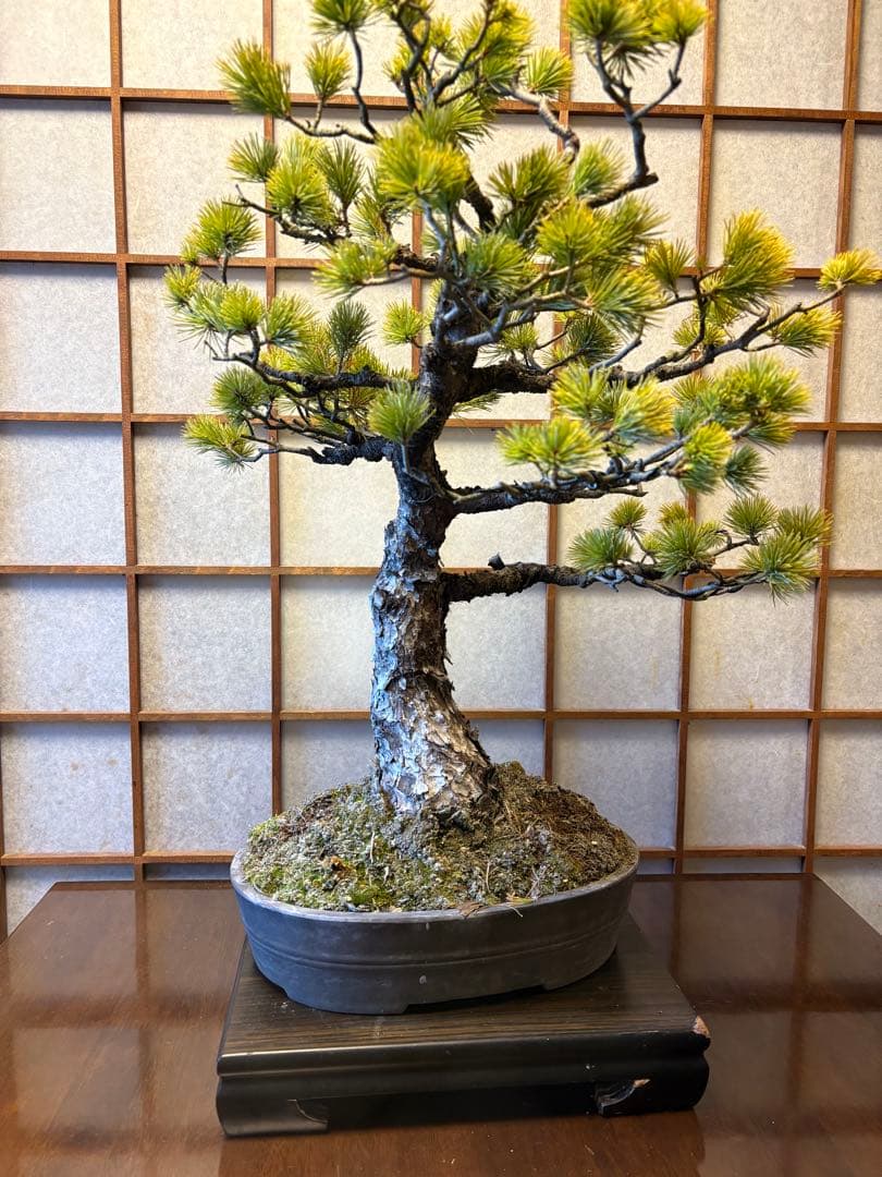 極太！五葉松盆栽❗️古木❗️フォロワー150人記念値下げ❗️黒松真柏盆栽