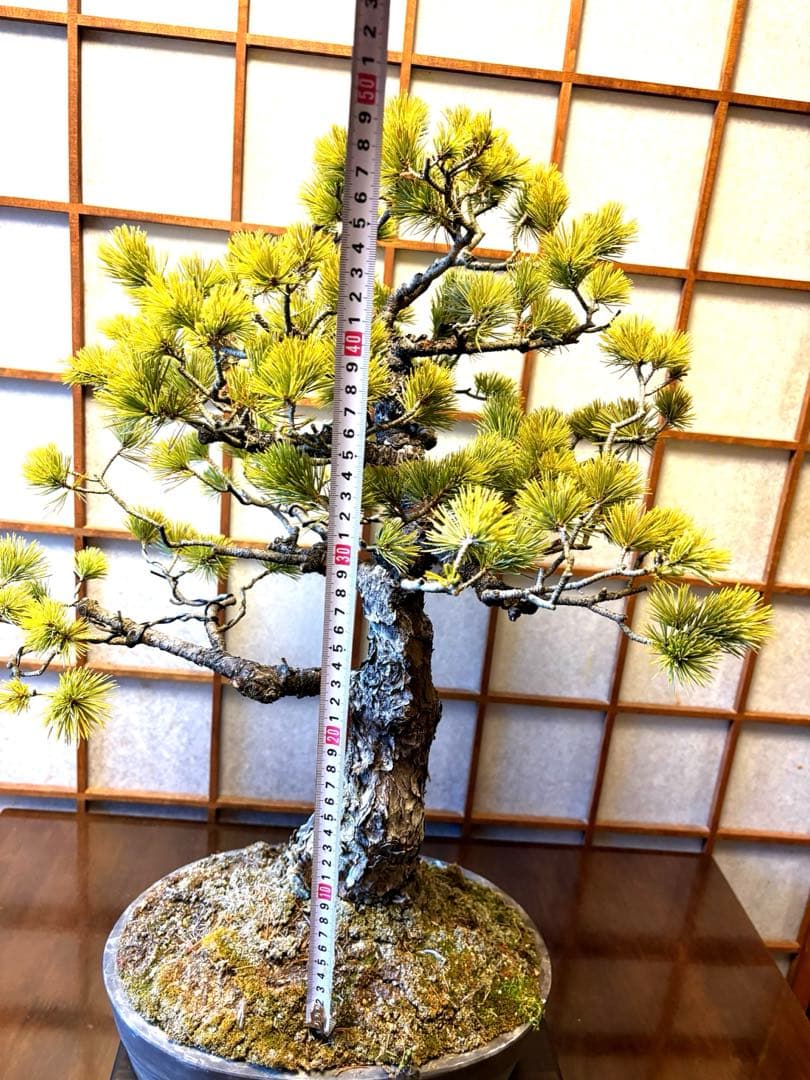 極太！五葉松盆栽❗️古木❗️フォロワー150人記念値下げ❗️黒松真柏盆栽
