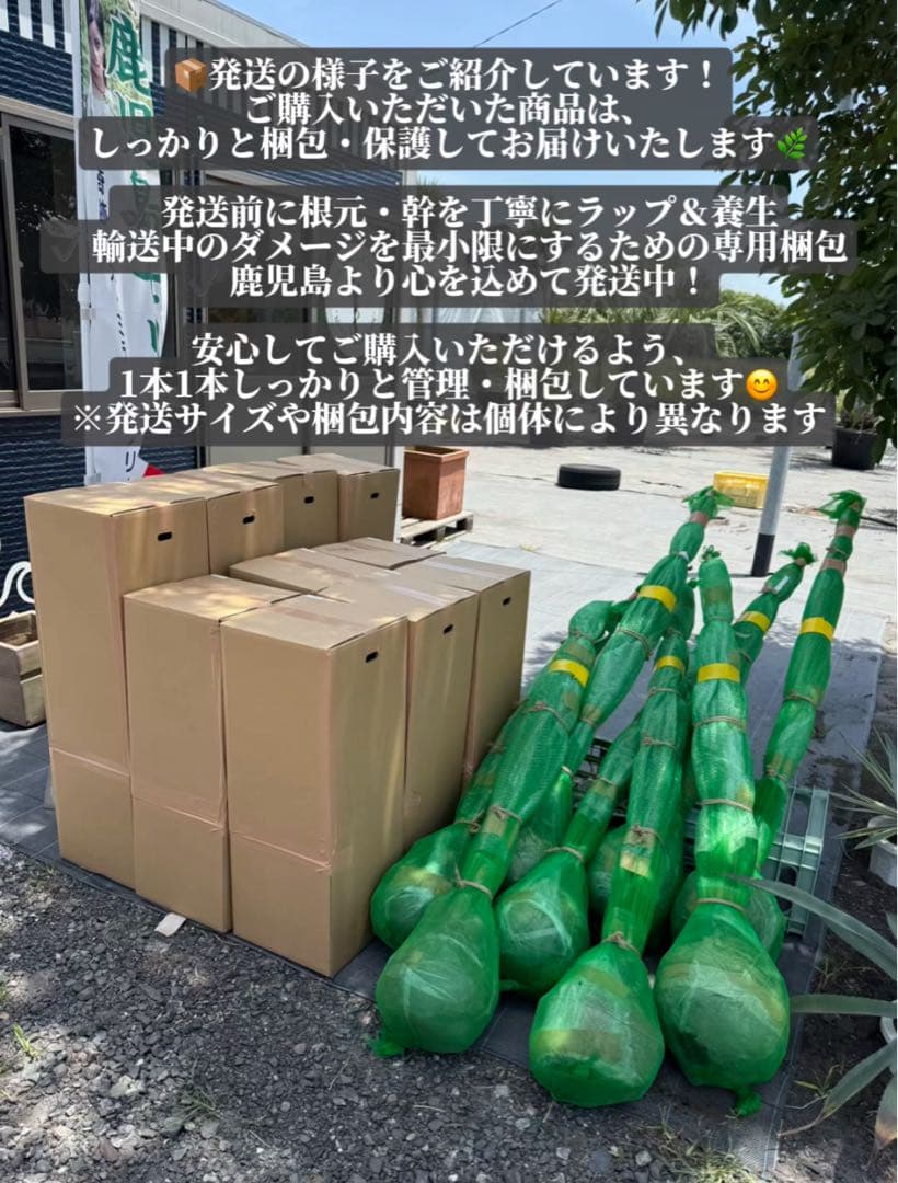 ラ*チ様 ココスヤシシルバーリーフ【極太】葉先170cm幹回り50cm 幹高