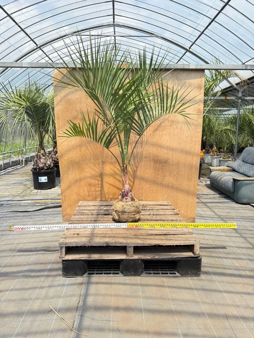 ラ*チ様 ココスヤシシルバーリーフ【極太】葉先170cm幹回り50cm 幹高