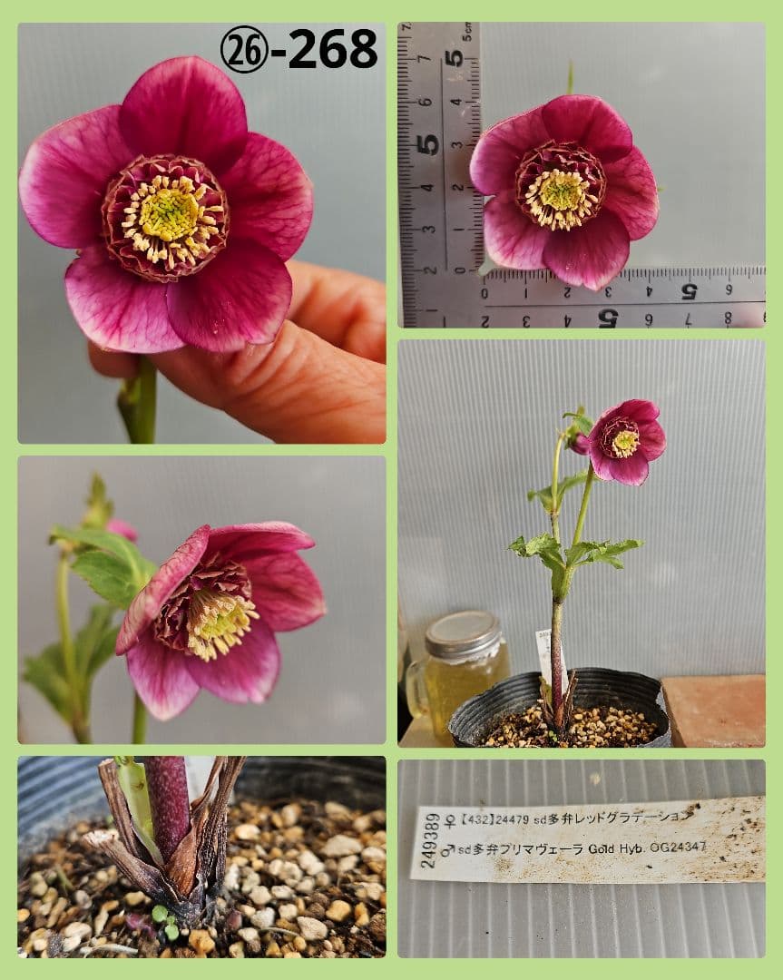 チョラコ☆様ご購入苗㉖-245㉖-268クリスマスローズ