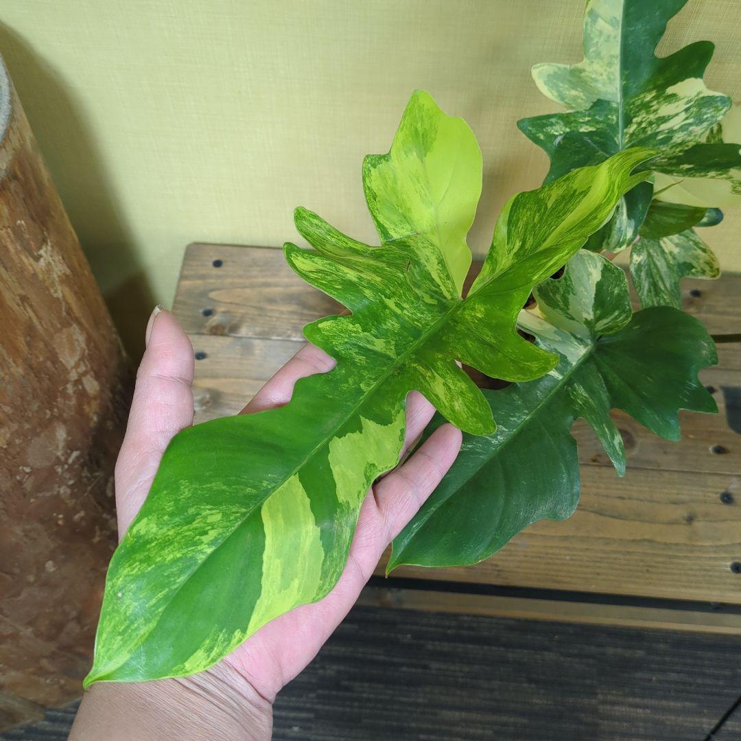 A*S様 Philodendron Florida Beauty x mayoi