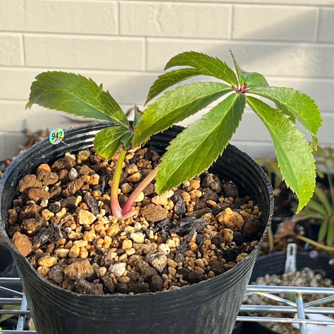 ま*️様 ☘️超レア☘️根充実❤️ワサワサ元気株❤️⭐️超透明感⭐️極上⭐️【蜃