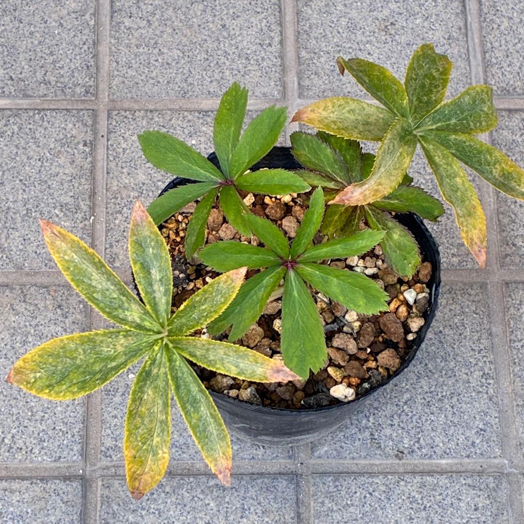 ま*️様 ☘️超レア☘️根充実❤️ワサワサ元気株❤️⭐️超透明感⭐️極上⭐️【蜃