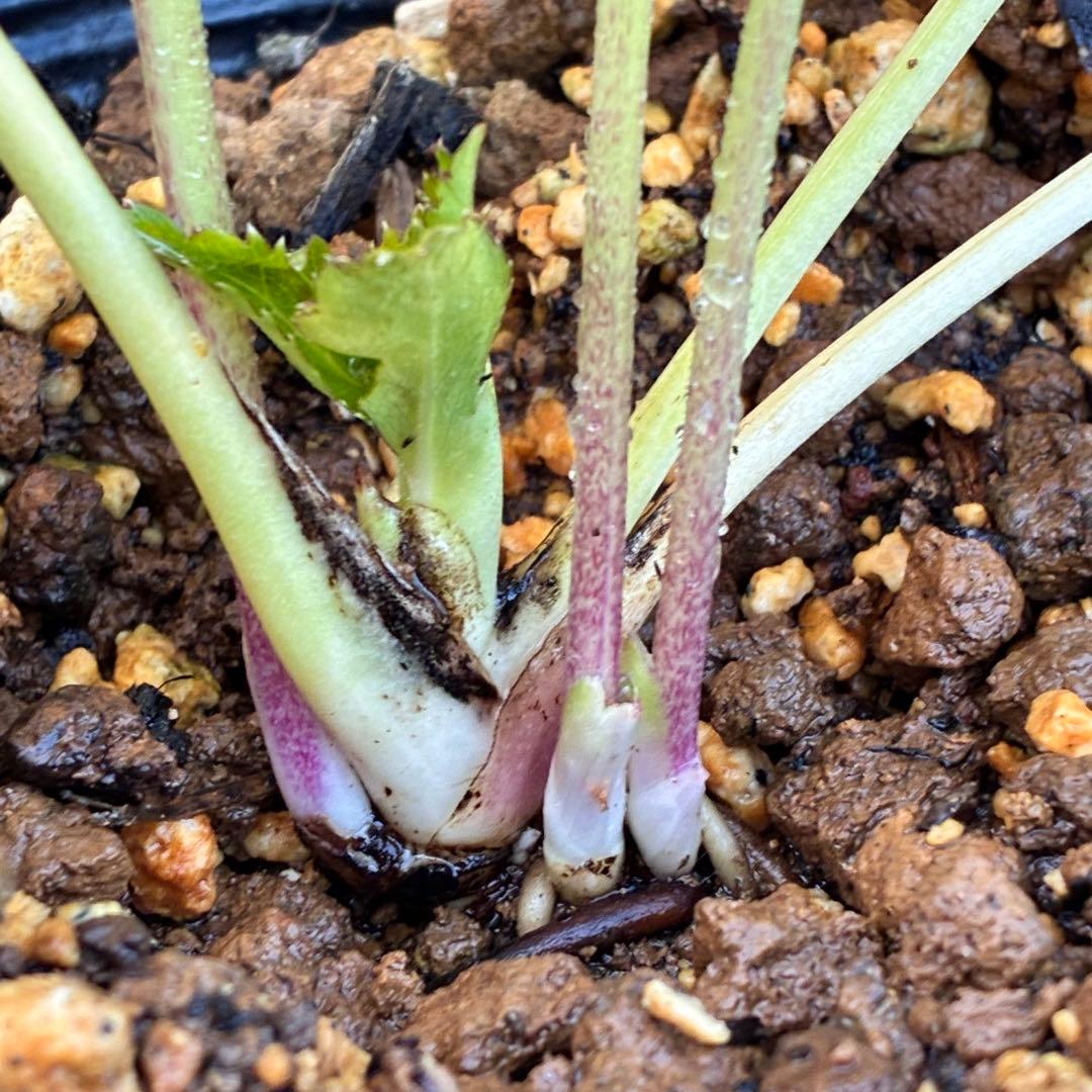 ま*️様 ☘️超レア☘️根充実❤️ワサワサ元気株❤️⭐️超透明感⭐️極上⭐️【蜃