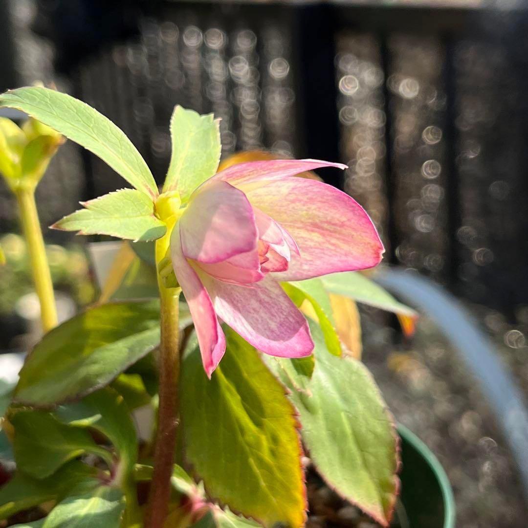 ま*️様 ☘️超レア☘️根充実❤️ワサワサ元気株❤️⭐️超透明感⭐️極上⭐️【蜃