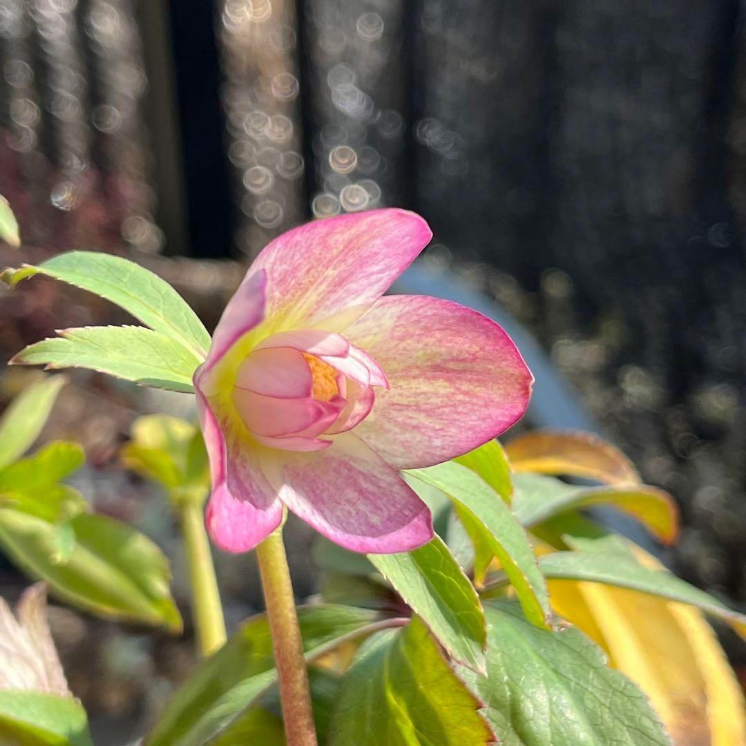 ま*️様 ☘️超レア☘️根充実❤️ワサワサ元気株❤️⭐️超透明感⭐️極上⭐️【蜃