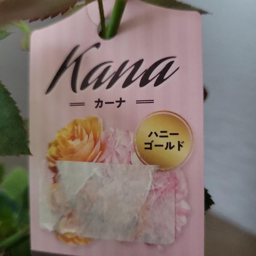 ☆ミニ薔薇：希少！【ウェディングゴールド・カーナハニーゴールド