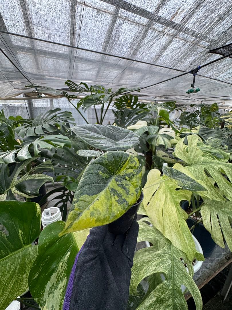 N*P様 激レア　アロカシア　マハラニ　ゴールド