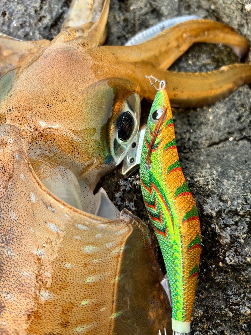 まるまる様お取引中