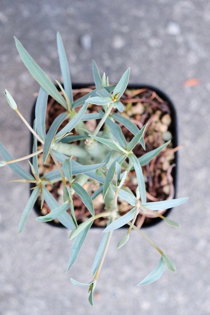 ユーフォルビア エチュベルクローサ 実生