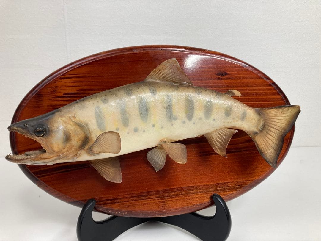 天然ヤマメ 剥製 壁掛け アンティーク 約30cm