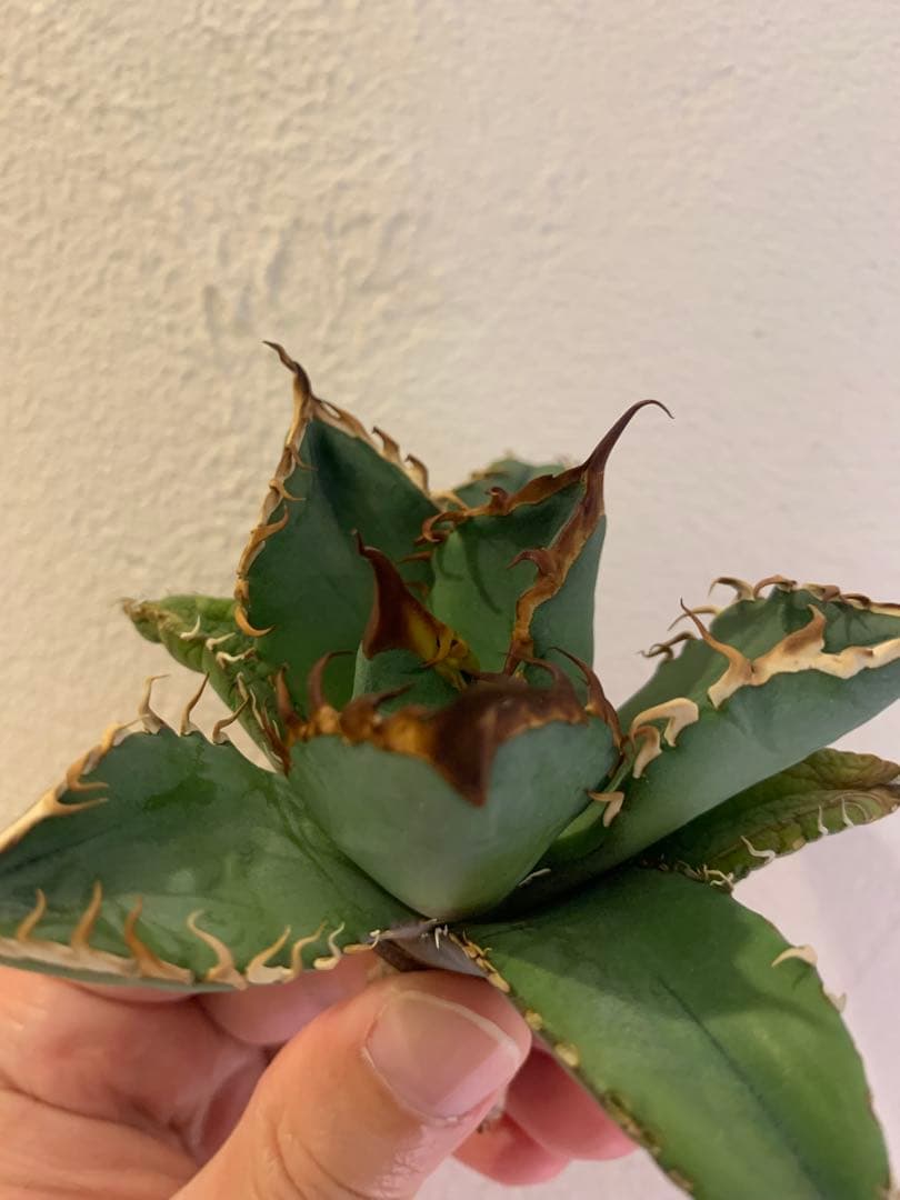 【goodtaniku】GT オアハカ実生