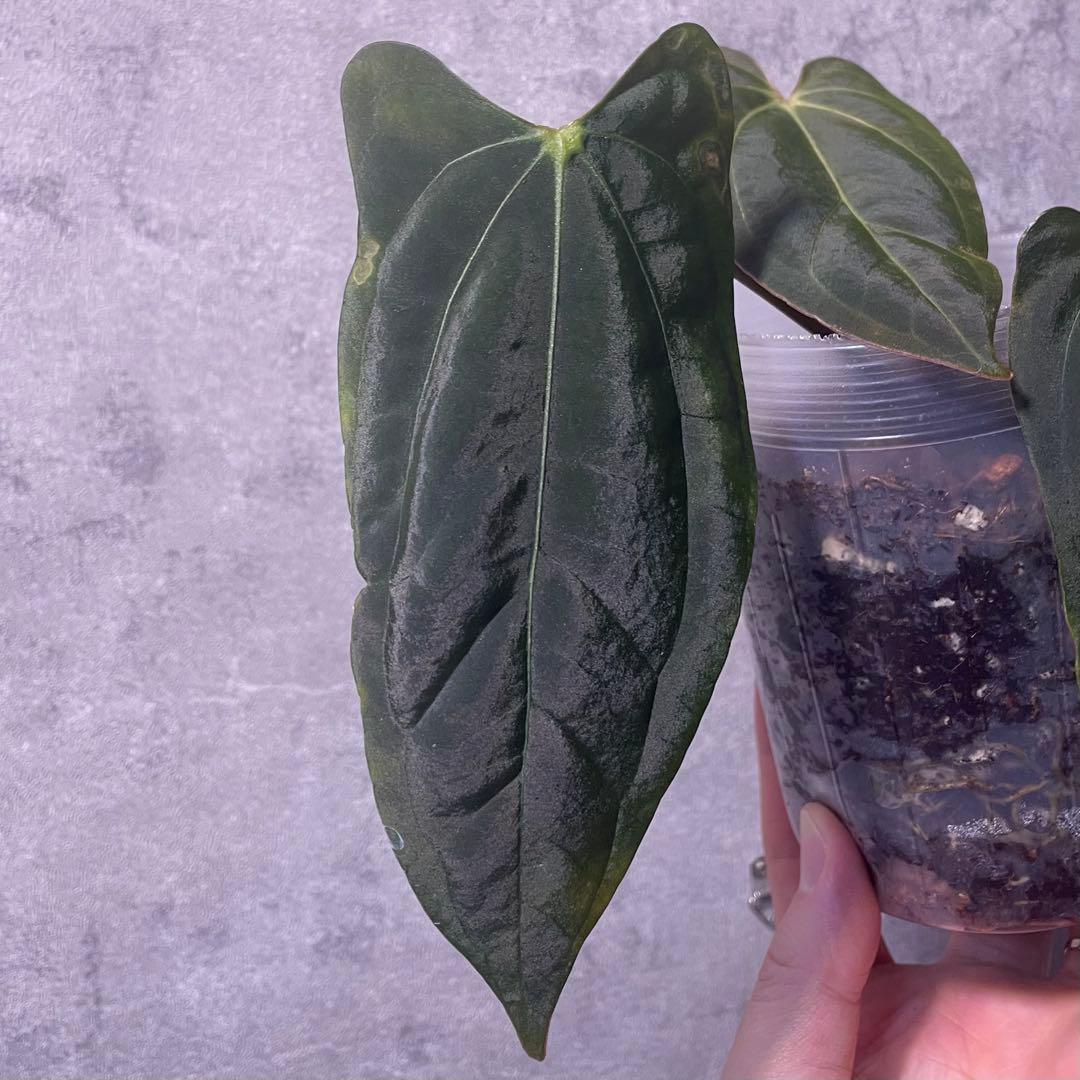 パ*ン様 アンスリウム papi Fort Sherman x Ralph Ly