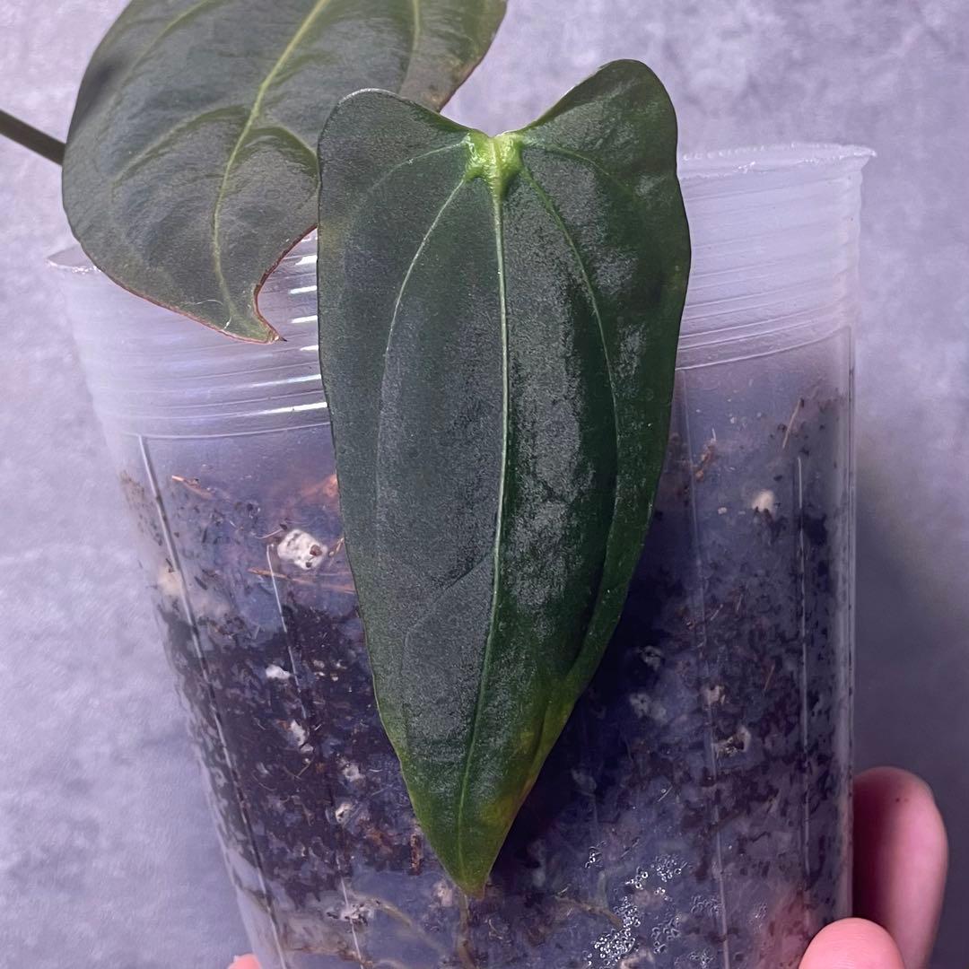 パ*ン様 アンスリウム papi Fort Sherman x Ralph Ly