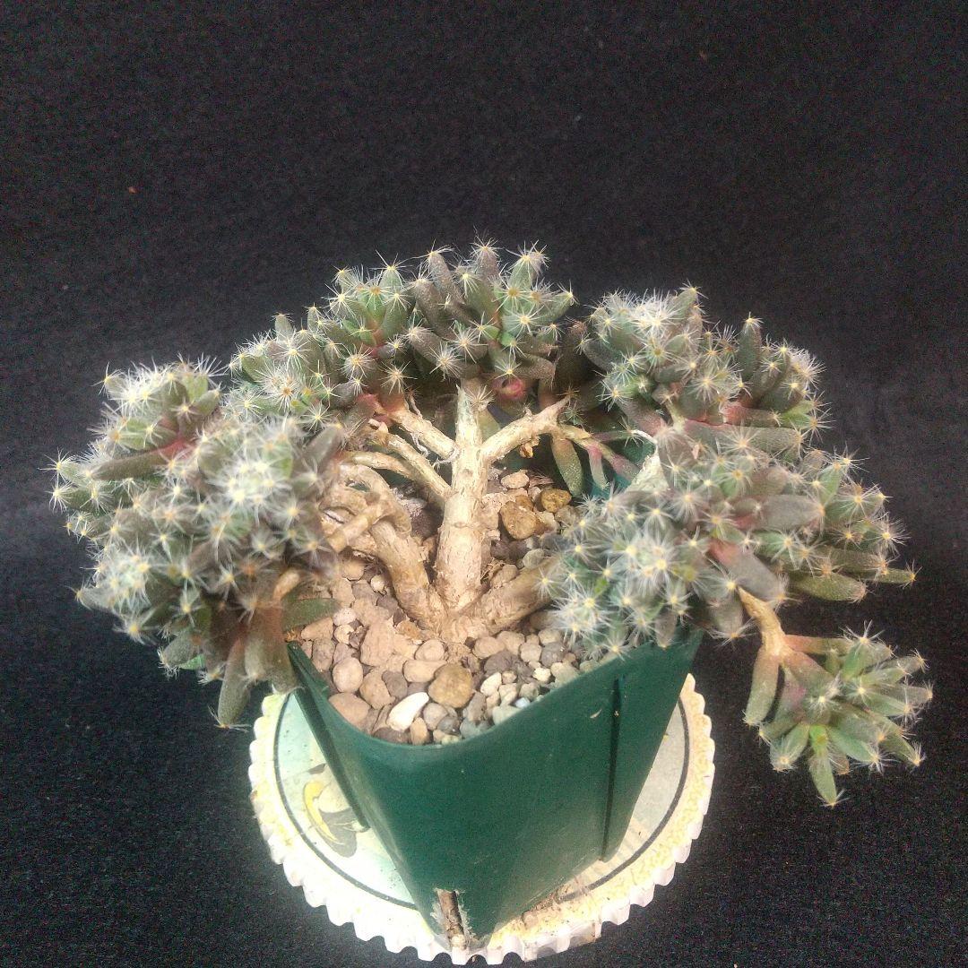多肉植物 紫晃星(トリコディアデマ デンサム） 抜き苗 - メルカリ