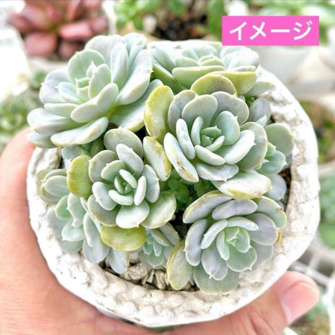 【おまとめ中】ハートエンジェル(5頭群生)