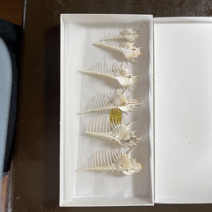 ３０年前に南城市海岸にて拾ったかいがらたち