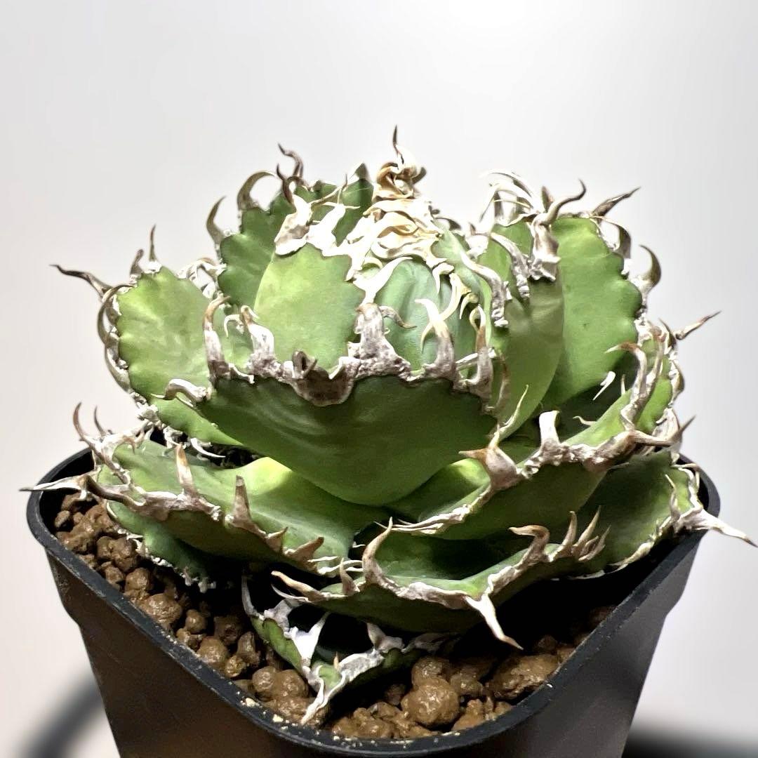 アガベ 鉢植発送 フィリグリー 極上血統 超特選株　　 コレクション株