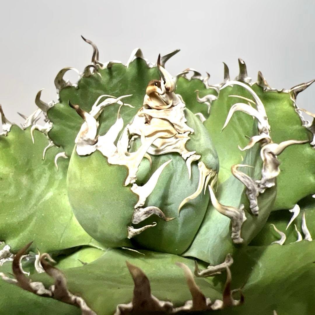 アガベ 鉢植発送 フィリグリー 極上血統 超特選株　　 コレクション株