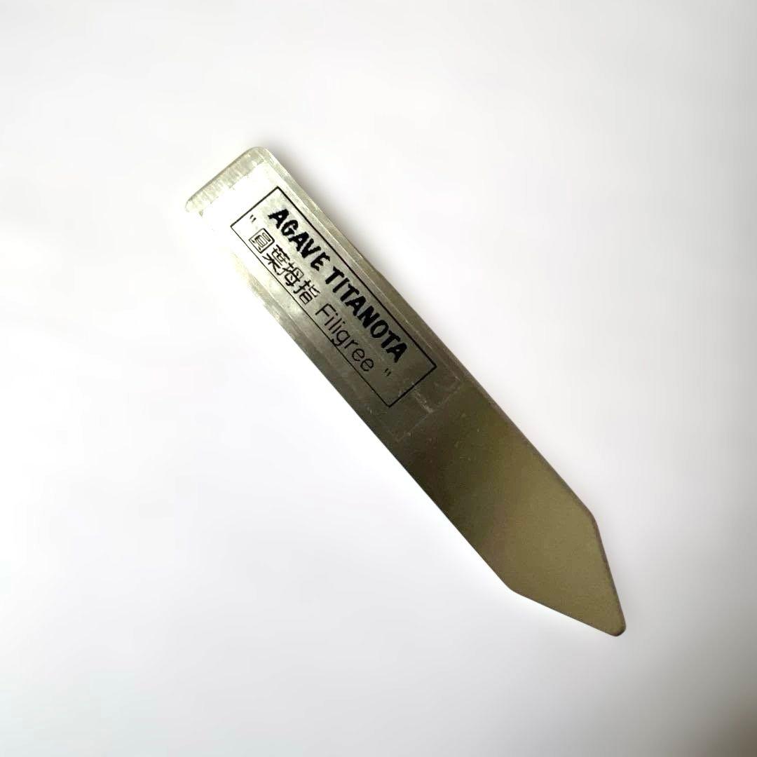 アガベ 鉢植発送 フィリグリー 極上血統 超特選株　　 コレクション株