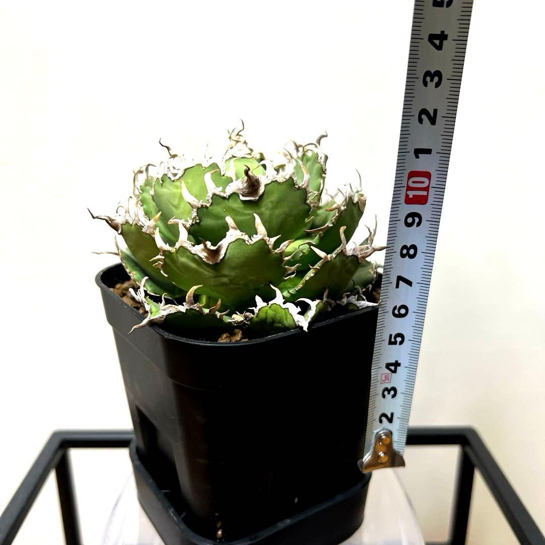 アガベ 鉢植発送 フィリグリー 極上血統 超特選株　　 コレクション株