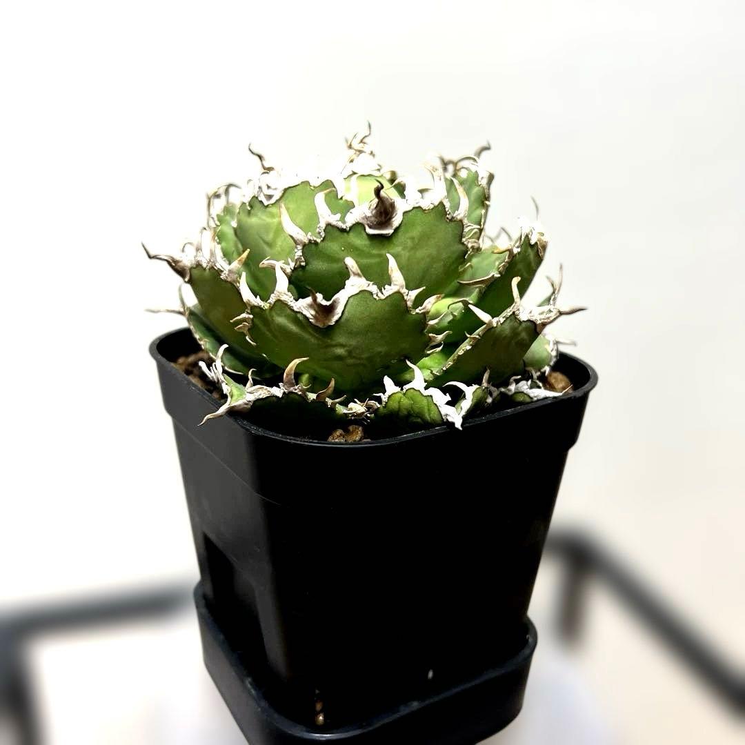 アガベ 鉢植発送 フィリグリー 極上血統 超特選株　　 コレクション株