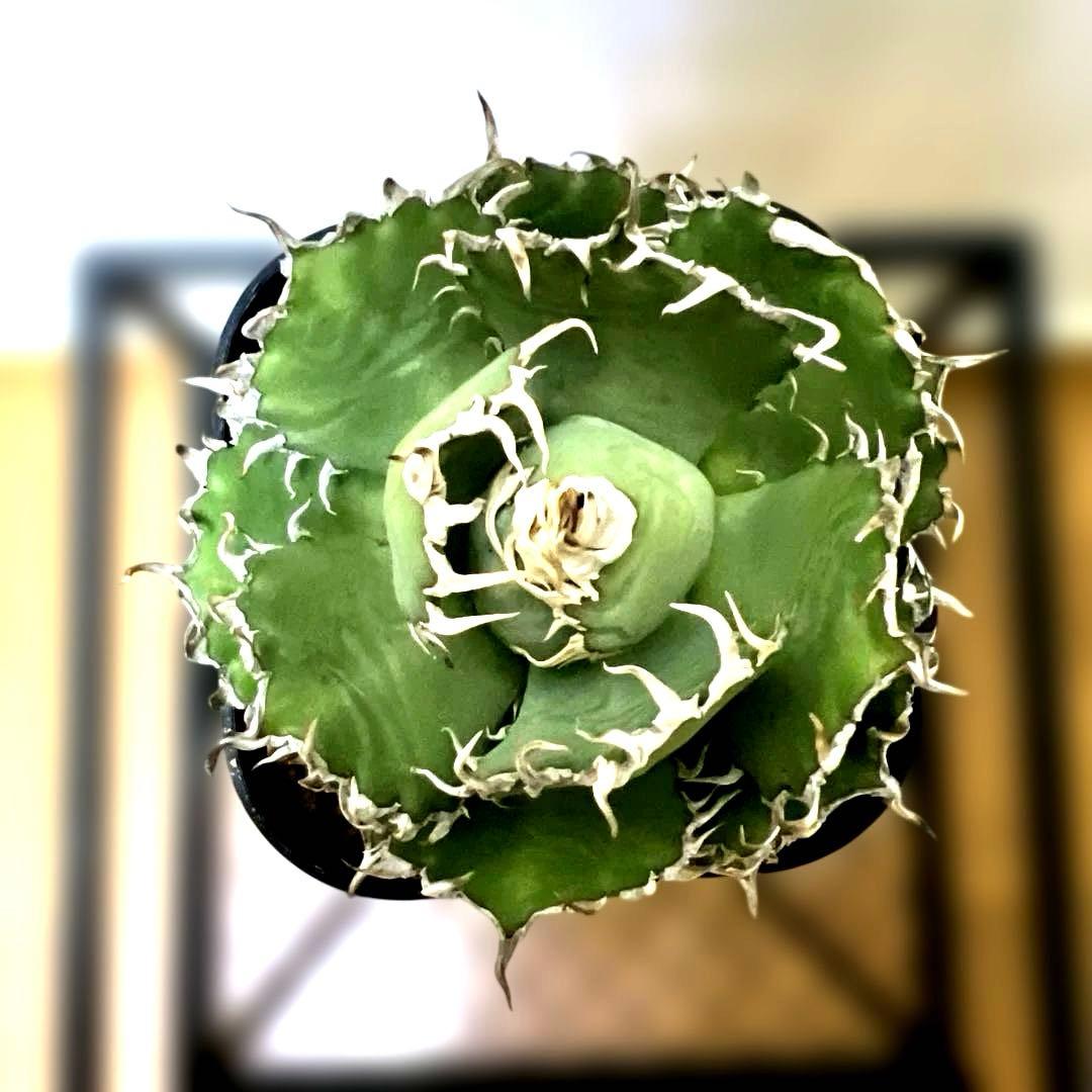 アガベ 鉢植発送 フィリグリー 極上血統 超特選株　　 コレクション株