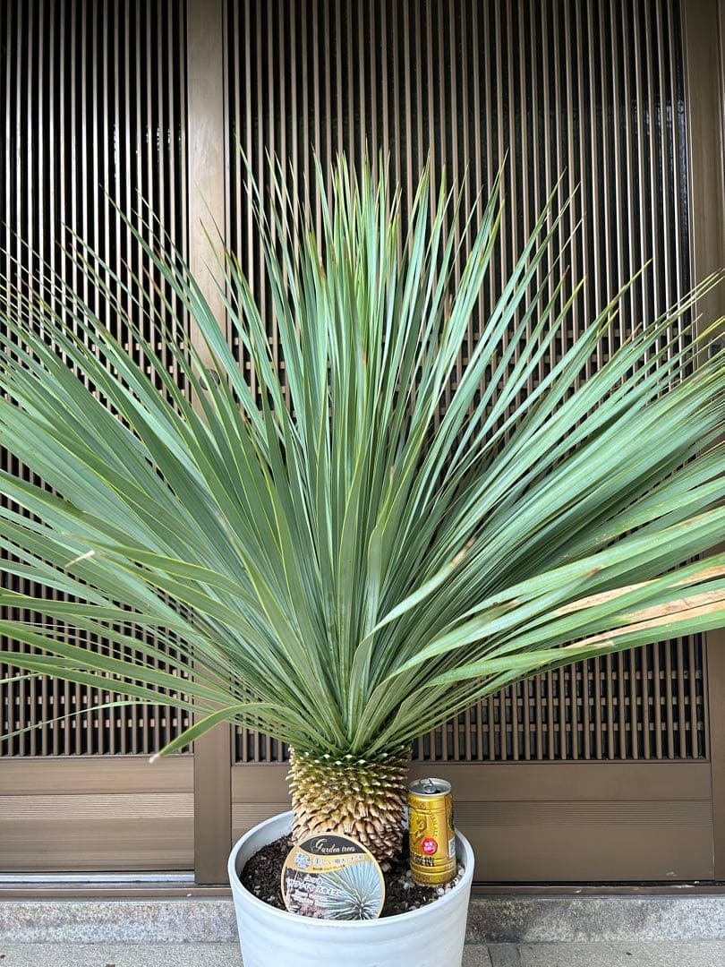 ユッカ　ロストラータ　サファイアスカイズ 幹立株　高さ約110センチ　樹形きれい