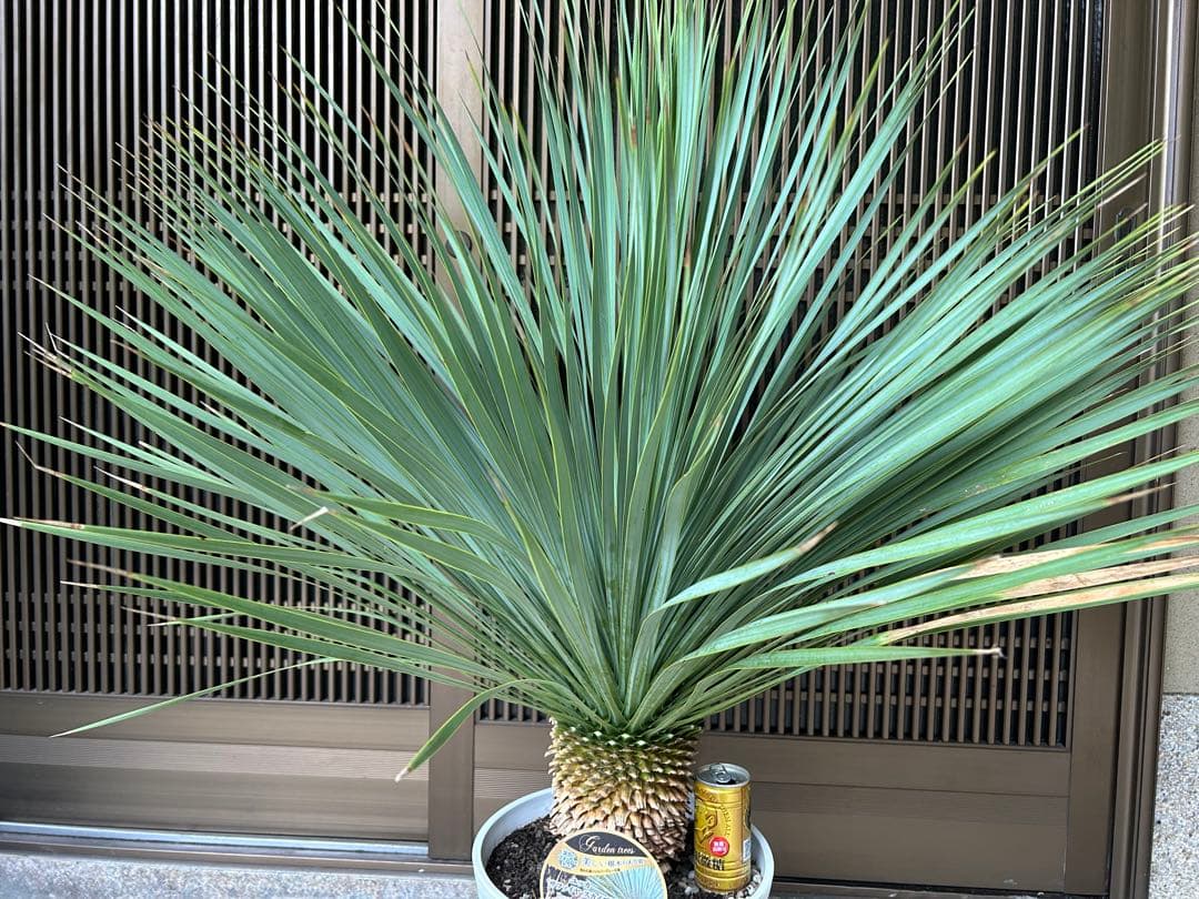 ユッカ　ロストラータ　サファイアスカイズ 幹立株　高さ約110センチ　樹形きれい