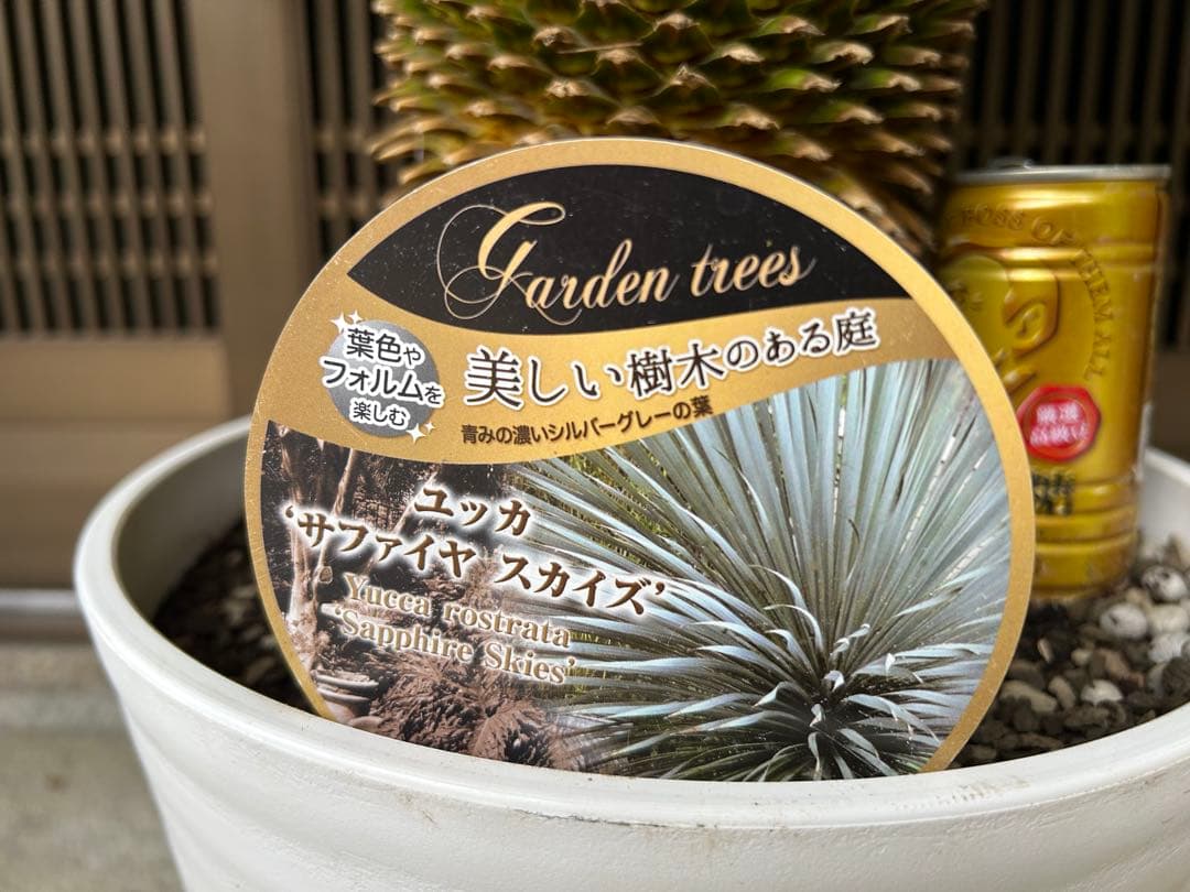 ユッカ　ロストラータ　サファイアスカイズ 幹立株　高さ約110センチ　樹形きれい