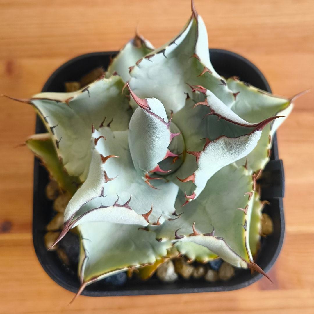 め*る様 鉢ごと　アガベ　チタノタ×イシス　ハイブリッド