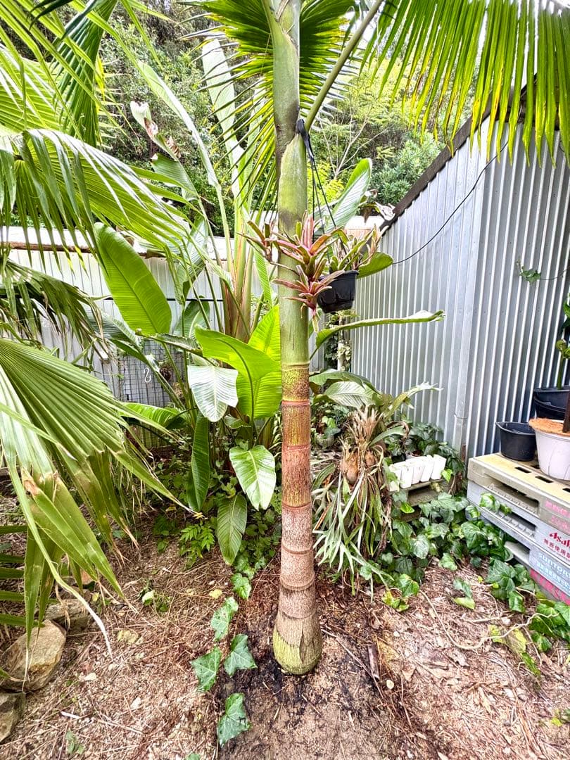 ヤシの木 2.7M ユスラヤシモドキ　バンガローパーム　ユスラヤシ