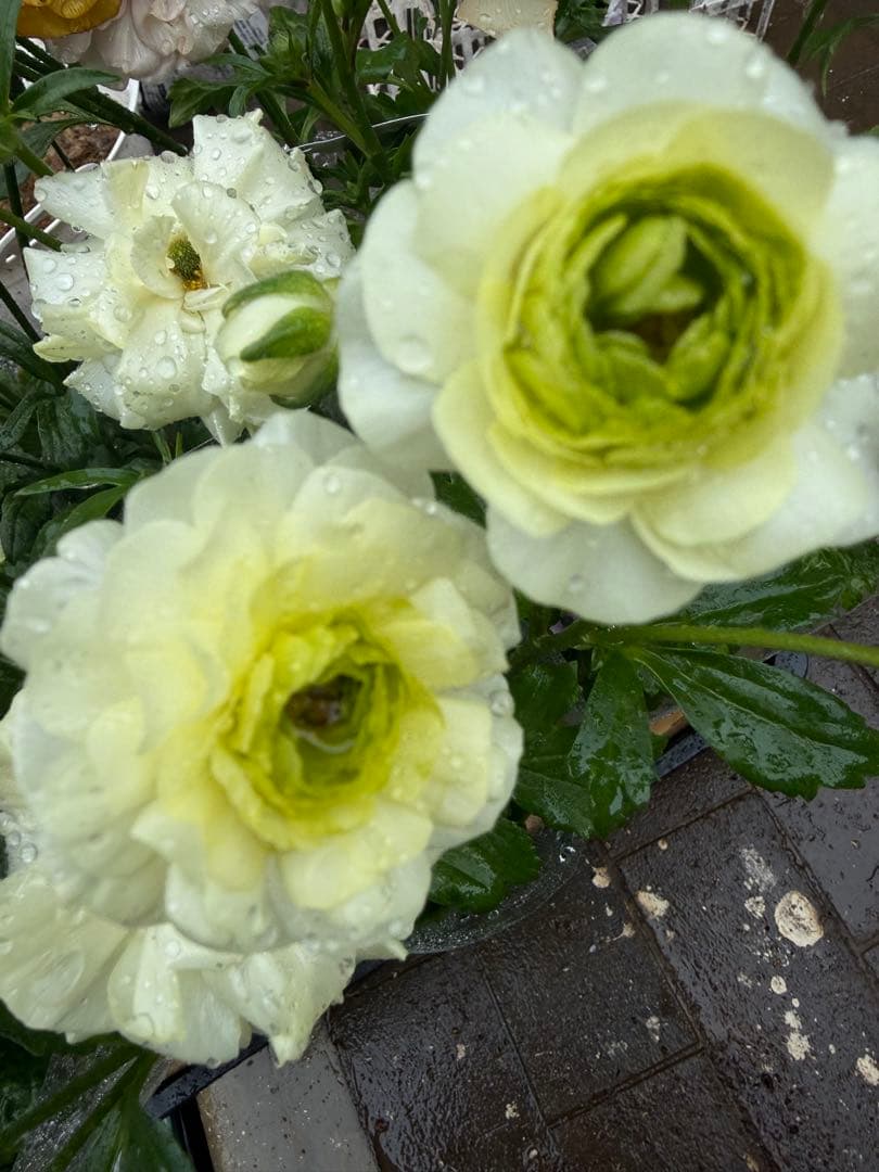 【緊急値下げ 現品6鉢セット!】ラナンキュラスラックス【美株 早い者勝ち】