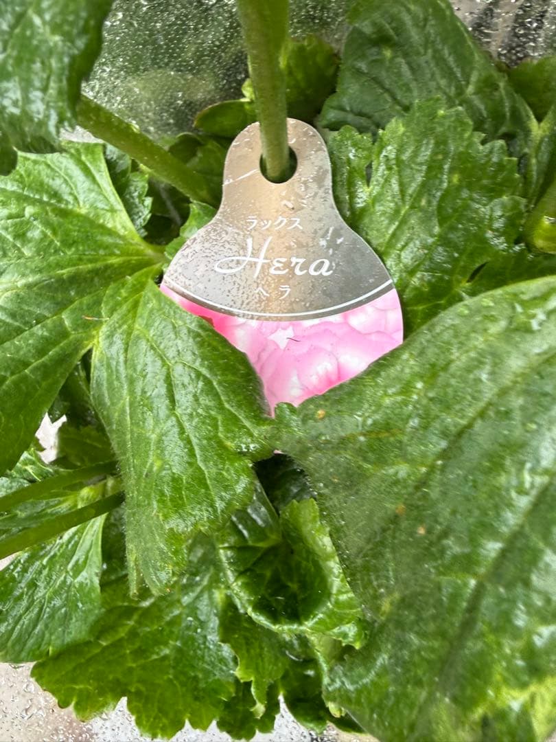 【緊急値下げ 現品6鉢セット!】ラナンキュラスラックス【美株 早い者勝ち】