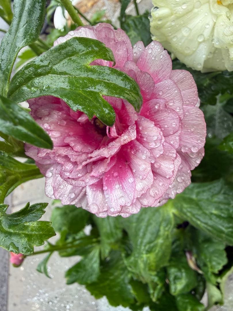 【緊急値下げ 現品6鉢セット!】ラナンキュラスラックス【美株 早い者勝ち】