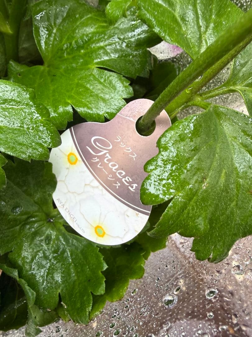 【緊急値下げ 現品6鉢セット!】ラナンキュラスラックス【美株 早い者勝ち】