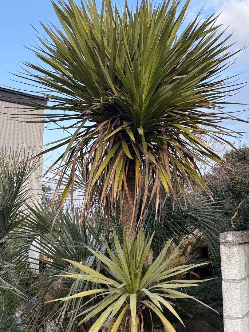 ドラセナ ニオイシュロラン - メルカリ